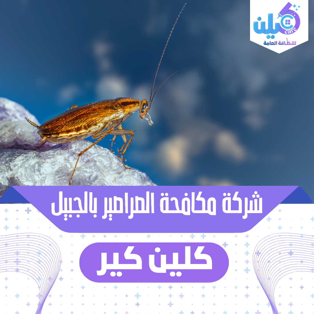 شركة مكافحة الصراصير بالجبيل