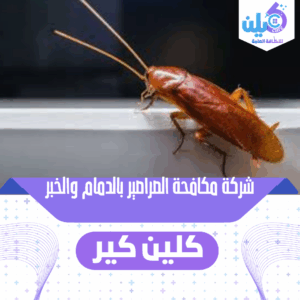 شركة مكافحة الصراصير بالدمام